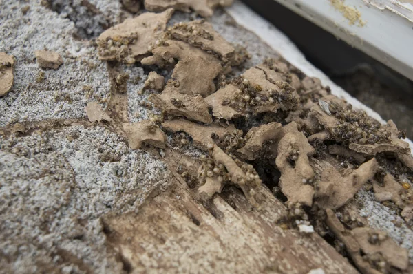 termite damage rotten wood eat nest destroy concept