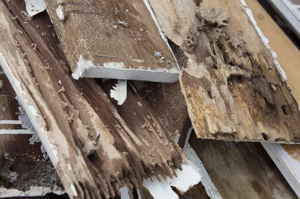 Termite danno legno marcio mangiare nido distruggere concetto — Foto Stock