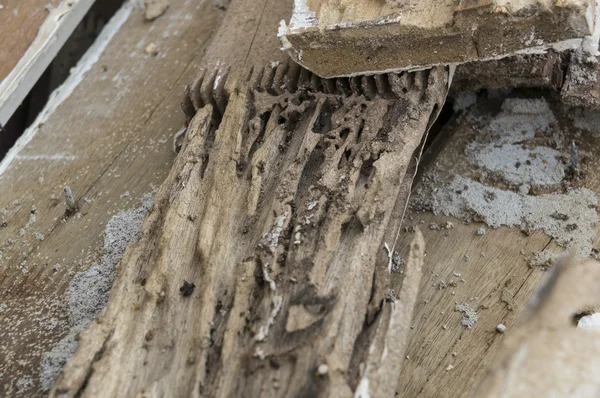 Termit škody shnilé dřevo jíst hnízdo zničit koncepce — Stock fotografie