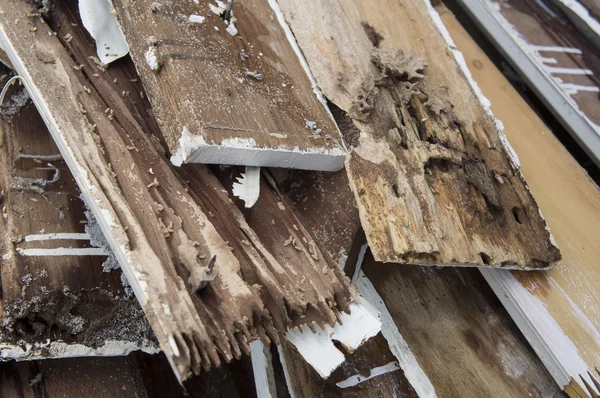 Termitas daño madera podrida comer nido destruir concepto —  Fotos de Stock