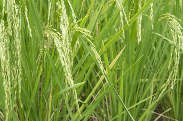 Campo de arroz árbol planta verde agricultor crecer concepto de granja — Foto de Stock