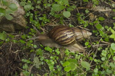 salyangoz salyangoz yavaş çim doğa zemin kavramı