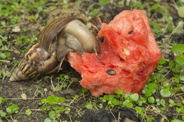 Snail slug slow grass closeup nature ground concept — Stock Photo, Image