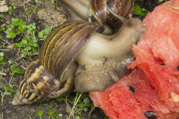 Snail slug slow grass closeup nature ground concept — Stock Photo, Image