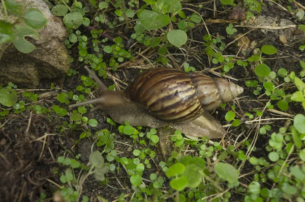 Snail slug slow grass closeup nature ground concept — Stock Photo, Image