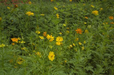 çiçek sarı yakın flora yaprak zambak romantizm kavramı