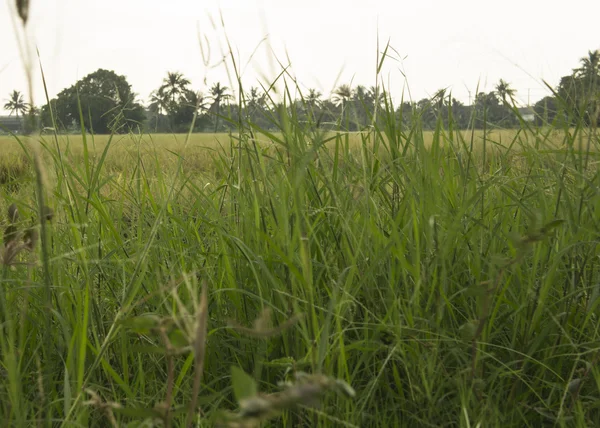 Rice field crop barn Thai argriculture farm concept — Stock Photo, Image