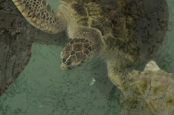 Морская черепаха под водой больная маленькая концепция природы — стоковое фото
