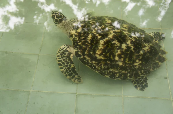 ウミガメは水中病気小さな小さな自然概念 — ストック写真