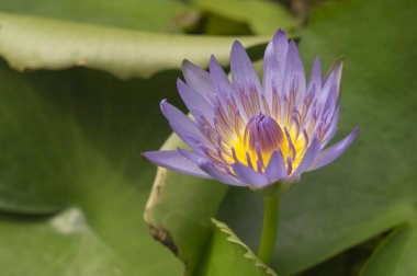 Lotus Bahçe böcek Budist din nilüfer kavramı