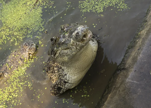 Krokodil jakt aggressiva bita huvudet alligator koncept — Stockfoto
