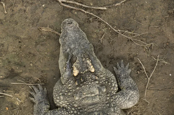 Crocodilo caça agressivo mordida cabeça jacaré conceito — Fotografia de Stock