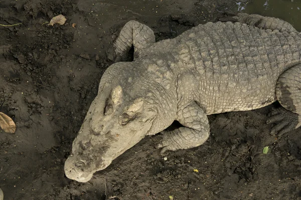 Krokodil jakt aggressiva bita huvudet alligator koncept — Stockfoto