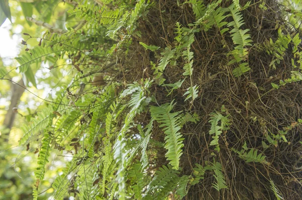 Fern leaf träd grön naturliga natur trädgård flora koncept — Stockfoto