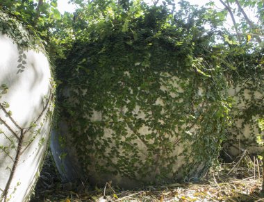 Coatbuttons Meksika daisy bitki duvar tırmanma ağaç kavramı