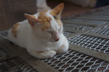 kedi memeli yavru kedi yavru kedi az kafesine