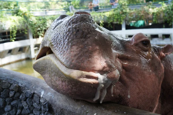 Büyük su aygırı hipopotam memeli kavramı besleme — Stok fotoğraf