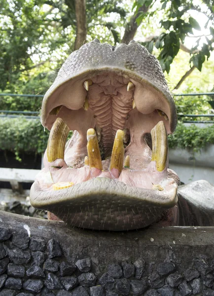 Stora flodhästen hippo däggdjur foder koncept — Stockfoto