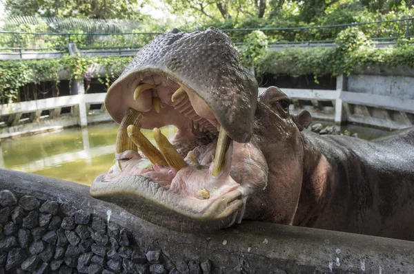 Stora flodhästen hippo däggdjur foder koncept — Stockfoto
