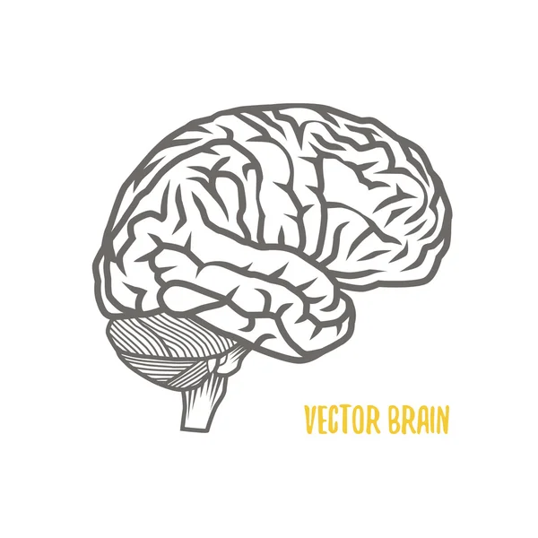 Ilustración del cerebro — Foto de Stock