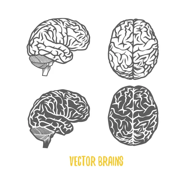 Ilustración vectorial del cerebro — Foto de Stock