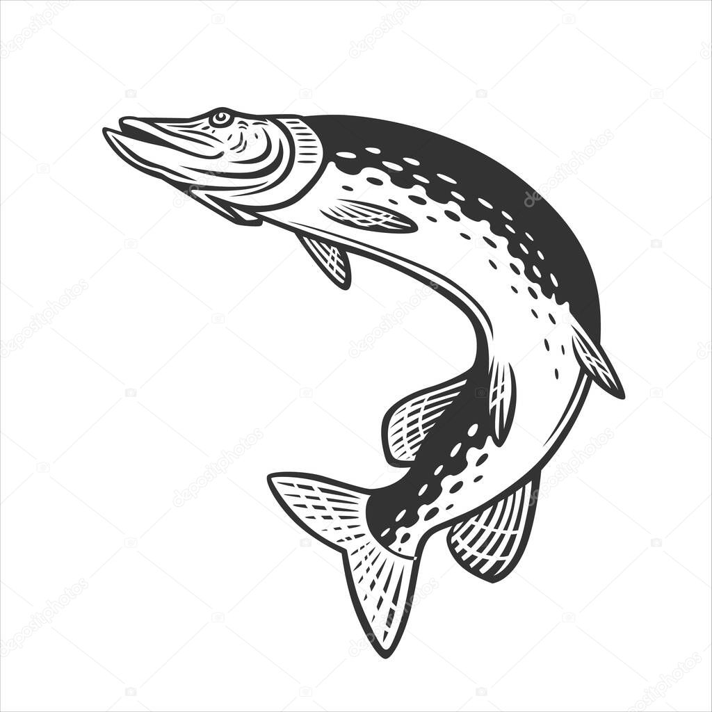 Monochrome illustration with a pike for design on a fishing theme.