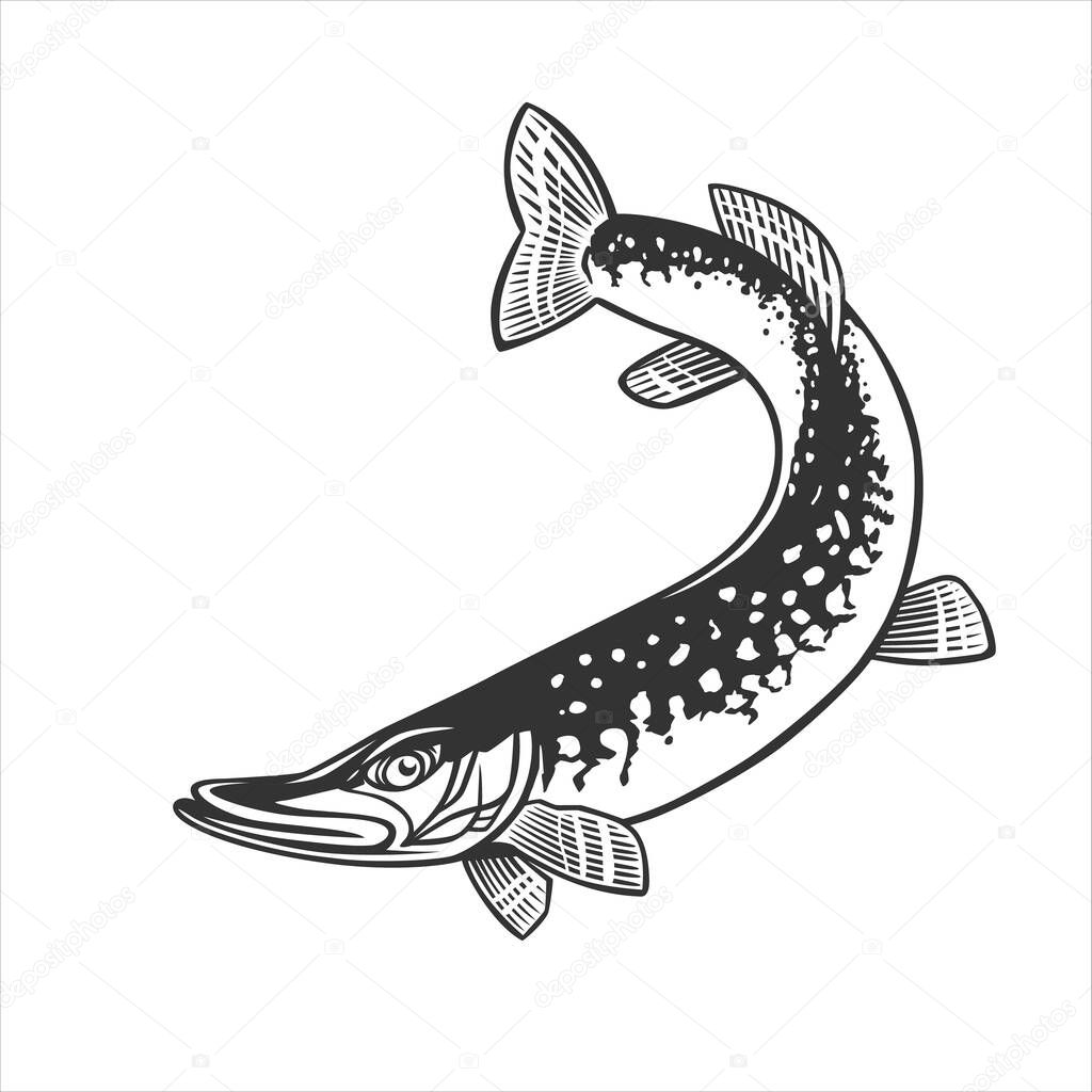 Monochrome illustration with a pike for design on a fishing theme.