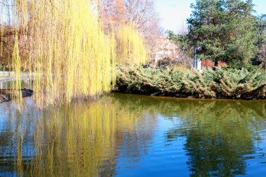 Güzel park Sonbahar sezonu, novi sad, Sırbistan