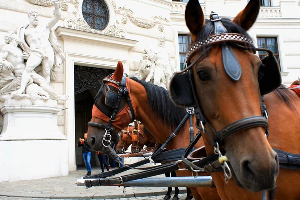 Ritratto di testa di due cavalli nella Vienna tradizionale Immagine Stock