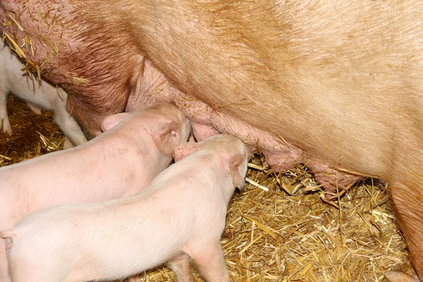 Kleine Schweine zur Fütterungszeit auf dem Hof — Stockfoto