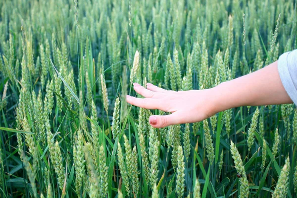 Χέρι του κοριτσιού σε ένα πεδίο πράσινο σιτάρι — Φωτογραφία Αρχείου