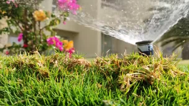 Sprinkler Sprutning Färskt Vått Vatten Frodig Grön Gård Gräsmatta Gräs — Stockvideo