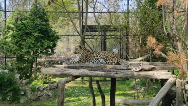 Der Leopard Panthera Pardus — Stockvideo