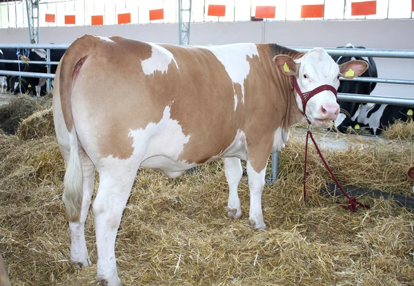 Kalb auf einem Bauernhof — Stockfoto