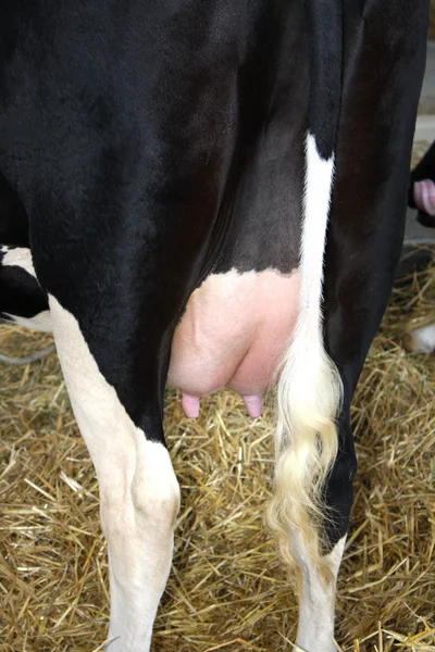 Kuh zum Melken auf dem Bauernhof — Stockfoto