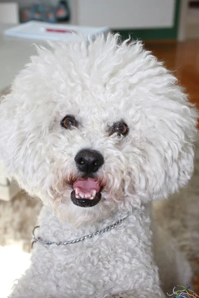 Carino maschio Bichon Frise — Foto Stock