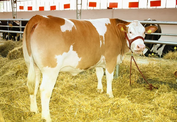 Kalb auf einem Bauernhof — Stockfoto