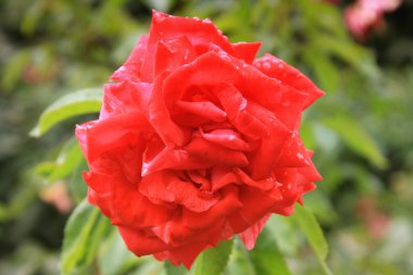 Parkta güzel kırmızı bir gül