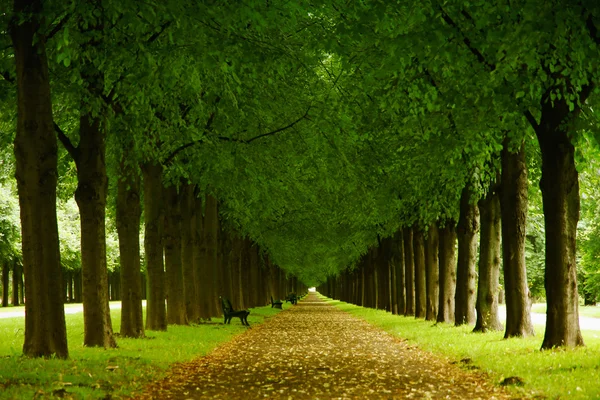 Llega el otoño. — Foto de Stock