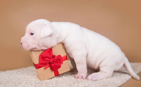 Amerikan Bulldog köpek yavrusu hediye kutusuyla oturuyor. — Stok fotoğraf