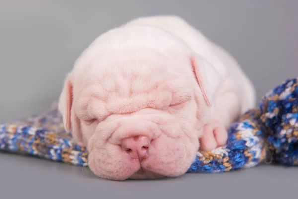 アメリカのブルドッグ子犬犬は灰色で寝ています — ストック写真