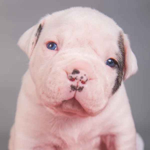 アメリカのブルドッグ子犬犬の灰色の背景 — ストック写真