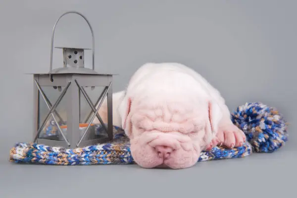 アメリカのブルドッグ子犬犬は灰色で寝ています — ストック写真