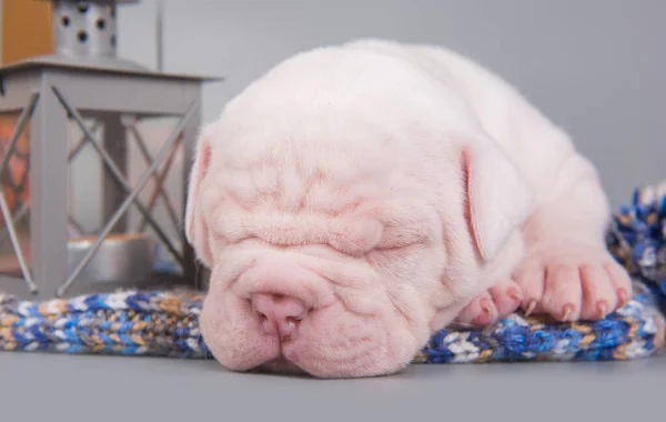 American Bulldog cane cucciolo sta dormendo su grigio — Foto Stock