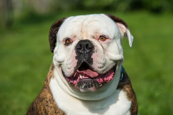 Tiger coat American Bulldog dog portrait outside