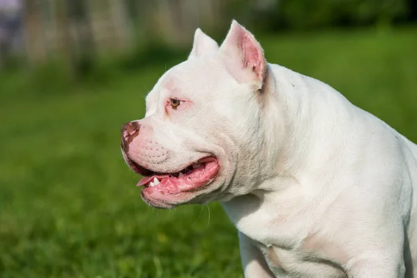 American Bully szczeniak siedzi na zielonej trawie — Zdjęcie stockowe