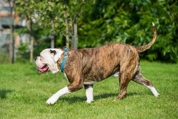 Brindle Παλτό American Bulldog Στο Τρέξιμο Στο Γρασίδι Στην Αυλή — Φωτογραφία Αρχείου