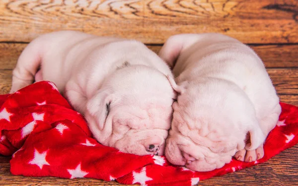 Zwei Lustige American Bulldog Welpen Hunde Schlafen Weihnachten Oder Neujahr — Stockfoto