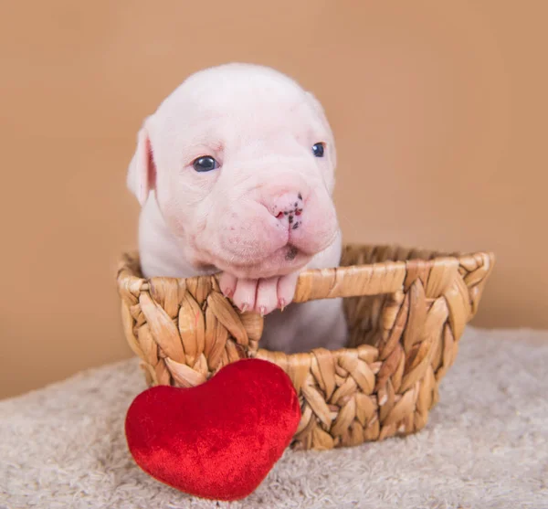 Funny Small American Bulldog Puppy Dog Sitting Wood Basket Red — Stock Photo, Image