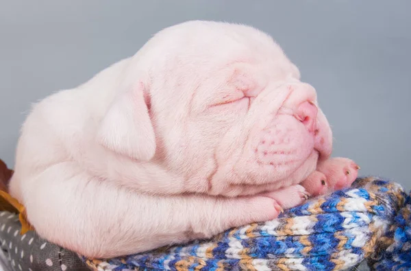 Divertente Piccolo Cane Cucciolo Bulldog Americano Sta Dormendo Sfondo Grigio — Foto Stock